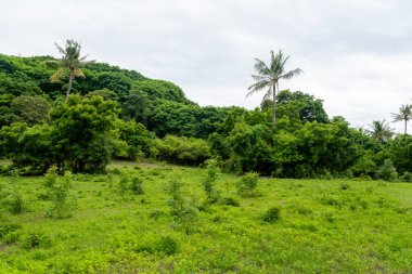 Arka planda iki palmiye ağacı olan yemyeşil bir alan. Gökyüzü bulutlu ve görüntünün havası huzurlu ve huzurlu.