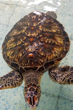 Kaplumbağa havuzda yüzüyor. Kaplumbağa kameraya bakıyor. Su berrak ve sakin.