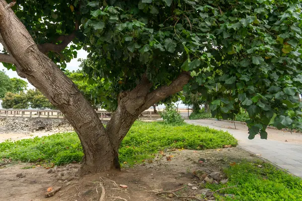 Bali, Endonezya - 17 Aralık 2024: Bir patika ve ağaçlarla park edin. Park Bali sahilinde yer almaktadır. Ağaçlar yeşil ve gökyüzü bulutlu