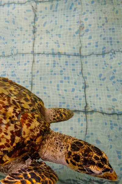 Kaplumbağa havuzda yüzüyor. Su berrak ve sakin.