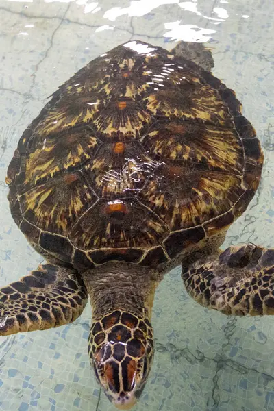 Kaplumbağa havuzda yüzüyor. Kaplumbağa kameraya bakıyor. Su berrak ve sakin.