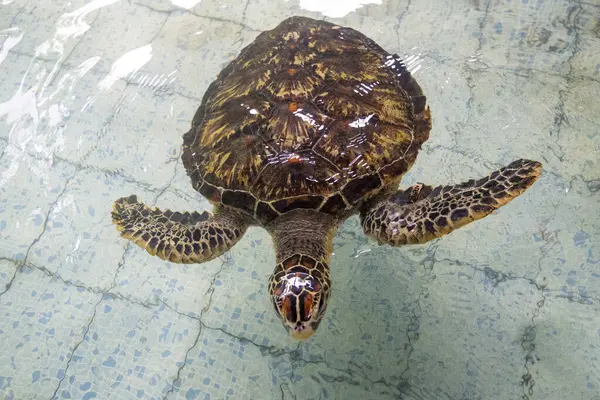 Kaplumbağa havuzda yüzüyor. Kaplumbağa kameraya bakıyor. Su berrak ve sakin.