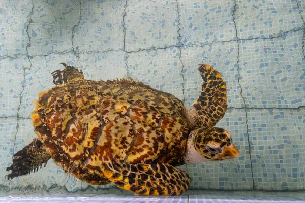 Kaplumbağa havuzda yüzüyor. Su berrak ve sakin.