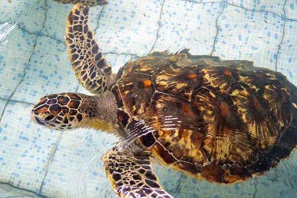 Kaplumbağa havuzda yüzüyor. Su berrak ve sakin.