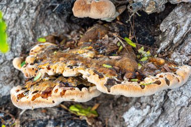 Üzerinde büyük bir mantar yetişen ağaç. Mantar kahverengi.