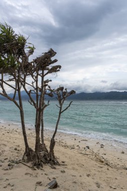 Ağaç, okyanusun yanındaki sahilde. Gökyüzü bulutlu ve su mavi.