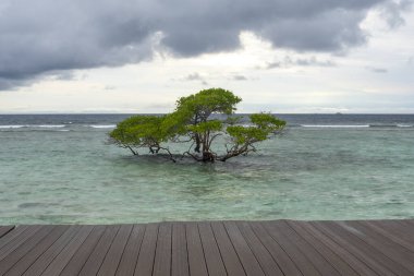 Ağaç, okyanusta tahta bir kaldırımın yanında yetişiyor. Sahne sakin ve huzurlu, su ve ağaç sakin bir atmosfer yaratıyor.