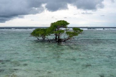 Ağaç okyanusta yetişir. Sahne sakin ve huzurlu, su ve ağaç sakin bir atmosfer yaratıyor.