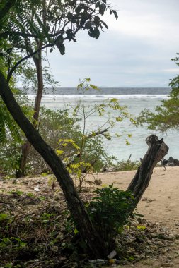 Ağaç kumlu bir plajın üzerine eğiliyor. Kumsal okyanusa yakın.
