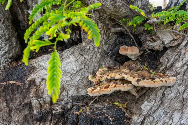 Üzerinde büyük bir mantar yetişen ağaç. Mantar kahverengi.