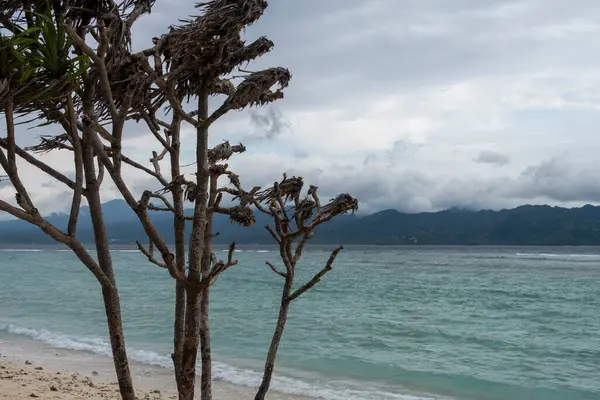 Ağaç, okyanusun yanındaki sahilde. Gökyüzü bulutlu ve su mavi.