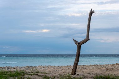 Ağaç gövdesi okyanusa yakın bir sahilde duruyor. Gökyüzü bulutlu ve su sakin.