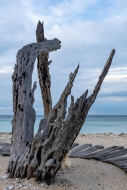 Büyük bir ağaç gövdesi sahilde duruyor. Bagaj çok eski ve içinde birçok delik var. Sahil sakin ve sakin, arkada okyanus var.