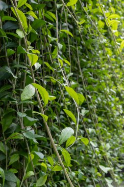 Yoğun, yeşil yapraklı ve kahverengi saplı bitkiler.
