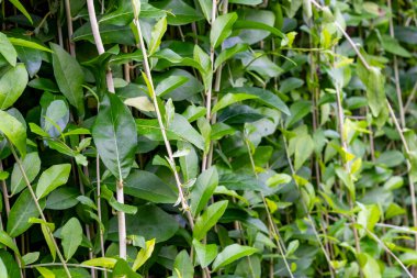 Yoğun, yeşil yapraklı ve kahverengi saplı bitkiler.