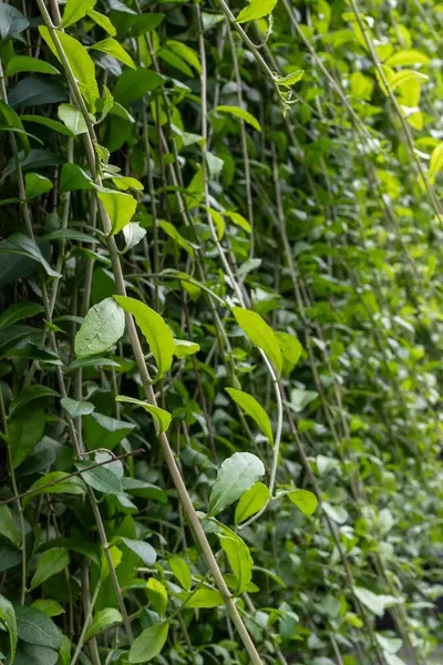 Yoğun, yeşil yapraklı ve kahverengi saplı bitkiler.