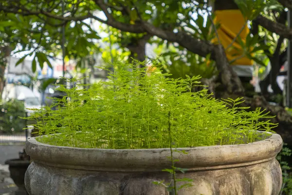 Büyük, süslü, içinde yeşil bitkiler olan bir bitki bir ağacın önünde oturur. Çiçekçi yemyeşil bir bahçe ile çevrilidir ve ağaç uzun ve yapraklıdır.