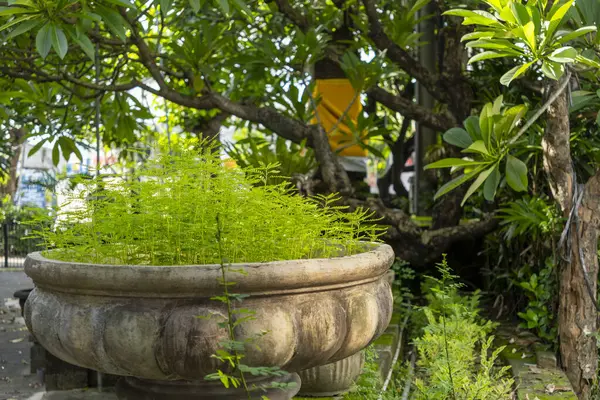 Büyük, süslü, içinde yeşil bitkiler olan bir bitki bir ağacın önünde oturur. Çiçekçi yemyeşil bir bahçe ile çevrilidir ve ağaç uzun ve yapraklıdır.