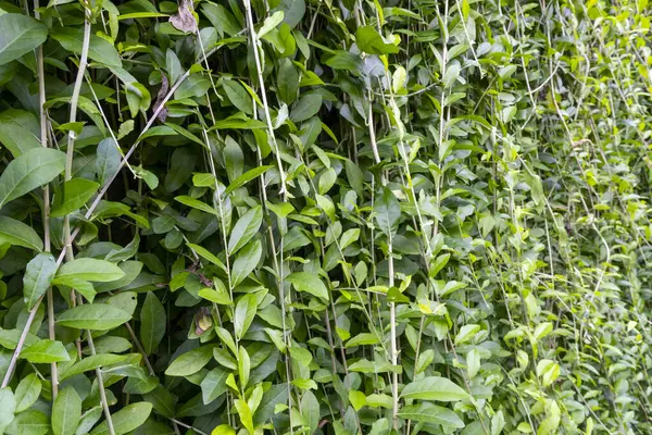 Yoğun, yeşil yapraklı ve kahverengi saplı bitkiler.