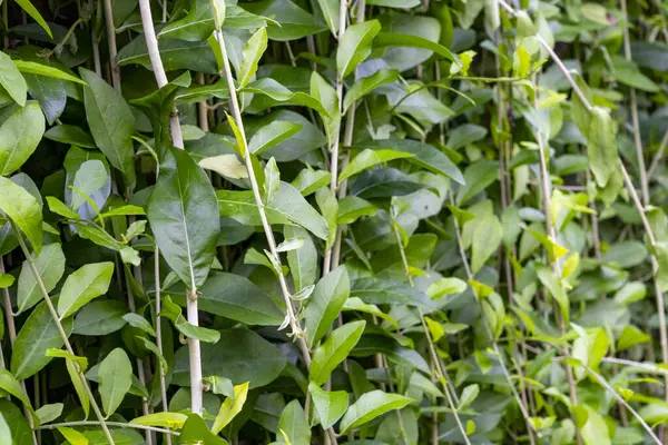 Yoğun, yeşil yapraklı ve kahverengi saplı bitkiler.