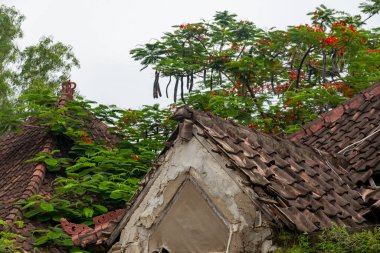 Yeşil çatılı ve taş duvarlı bir bina. Çatı yosunla kaplı ve duvar sarmaşıkla kaplı.