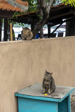 İki kedi mavi bir kutuda ve bir duvarda oturuyor. Bir kedi diğerine bakıyor.