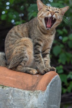 Kedi bir çatıda yatıyor, ağzı açık ve dişleri açıkta. Kedi sıkıntı ya da tedirginlik içinde görünüyor.