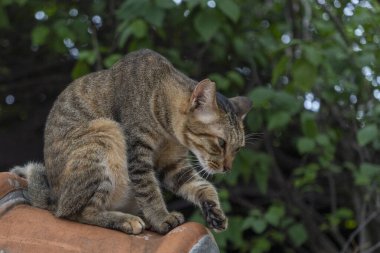 Kedi çatıda oturuyor.