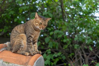 Kedi çatıda oturuyor.