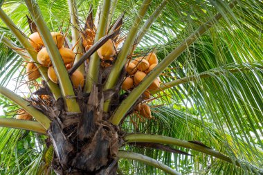 Üzerinde hindistan cevizi olan bir ağaç. Hindistancevizleri sarı ve ağaçtan sarkıyor.