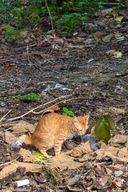 Bir kedi boş bir bahçede yere dışkılıyordu. Kedi turuncudur ve siyah beyaz çizgili kuyruğu vardır.