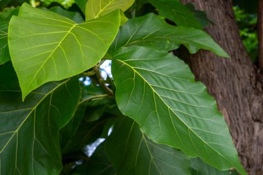 Bahçede yaprakları olan bir grup yeşil bitki yetişiyor.