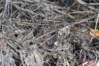 Ölü yaprak ve dal yığını. Yapraklar kahverengi, dallar kuru.