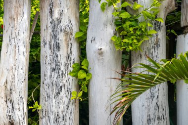 Üzerinde yeşil yapraklar olan beyaz ağaçlar. Ağaçlar yaşlı ve yıpranmış bir görünüşü var, bazılarının kabuğu soyulmuş.