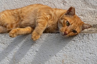 Bazıları beyaz, bazıları kahverengi olmak üzere bir dizi bambu çubuğu. Manzara sakin ve sakin. Bambu çubukları doğal ve organik bir şekilde dizilmiş gibi görünüyor.