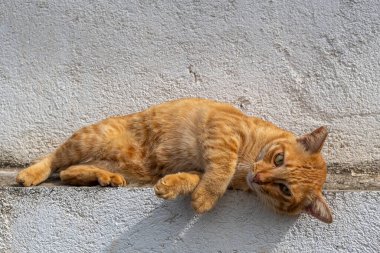 Kedi beyaz bir duvarda yatıyor. Kedi turuncu ve yeşil gözleri var. Kedi rahat ve rahat.