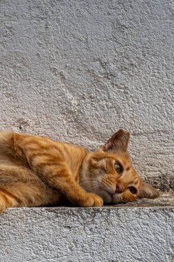 Bazıları beyaz, bazıları kahverengi olmak üzere bir dizi bambu çubuğu. Manzara sakin ve sakin. Bambu çubukları doğal ve organik bir şekilde dizilmiş gibi görünüyor.