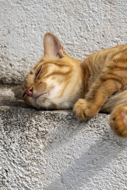 Bazıları beyaz, bazıları kahverengi olmak üzere bir dizi bambu çubuğu. Manzara sakin ve sakin. Bambu çubukları doğal ve organik bir şekilde dizilmiş gibi görünüyor.