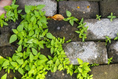 Yeşil bitkilerin yetiştiği tuğla yürüyüş yolu. Bitkiler küçük ve yeşil ve tuğlaların üzerinde büyüyorlar. Sahnenin doğal ve huzurlu bir havası var.