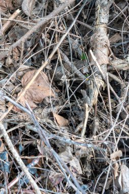 Ölü yaprak ve dal yığını. Yapraklar kahverengi, dallar kuru.