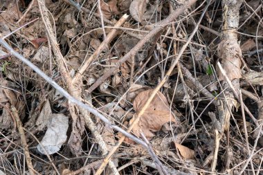 Ölü yaprak ve dal yığını. Yapraklar kahverengi, dallar kuru.