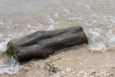Büyük kütük plajda yatıyor. Kumsal kumla kaplı ve etrafa dağılmış bazı kayalar var. Kütük kısmen kuma gömülmüş.