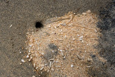Etrafında bir yığın kabukla kumda bir delik. Delik küçük ve kabuklar etrafa saçılmış.