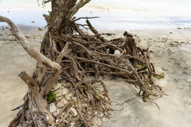 Ağaç kökü bir plajda yerden fırlıyor. Kökü kahverengi ve üzerinde bir sürü kir var.