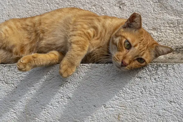 Bazıları beyaz, bazıları kahverengi olmak üzere bir dizi bambu çubuğu. Manzara sakin ve sakin. Bambu çubukları doğal ve organik bir şekilde dizilmiş gibi görünüyor.