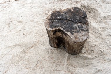 Büyük kütük kumda oturuyor. Kütük kısmen kumla kaplı ve üzerinde bir bardak su var. Sahne huzurlu ve sakin, kütükle birlikte.