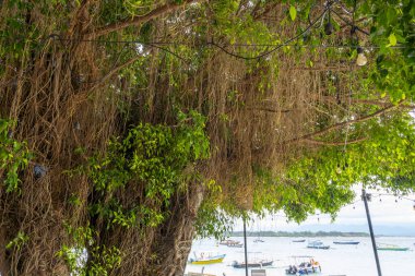Gili Trawangan, Endonezya - 3 Ocak 2025: Birçok yaprağı ve birkaç dalı olan ağaç. Yapraklar yeşil ve dallar kahverengi.