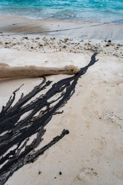 Uzun kütük sahilde uzanıyor, yanında da koyu bir yağ damlası var. Sahil sakin ve sakin, arkada okyanus var.