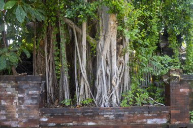 Bir sürü dalı ve yaprakları olan büyük ağaç tuğla bir duvarın yanında büyüyor. Ağaç sarmaşıklarla çevrili ve bir sürü yaprağı var. Sahnenin doğal ve huzurlu bir havası var.