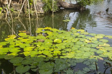 Çeşmesi ve göleti olan güzel bir bahçe. Gölet ağaçlar ve çalılarla çevrilidir. Çeşme gölete su püskürtüyor.